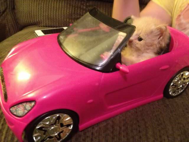 Gatita en convertible rosa