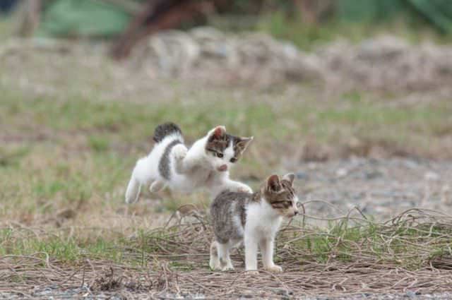 Gato sorprendiendo a otro gato por detrás