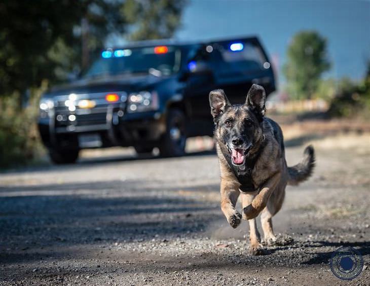 Perro policía corriendo