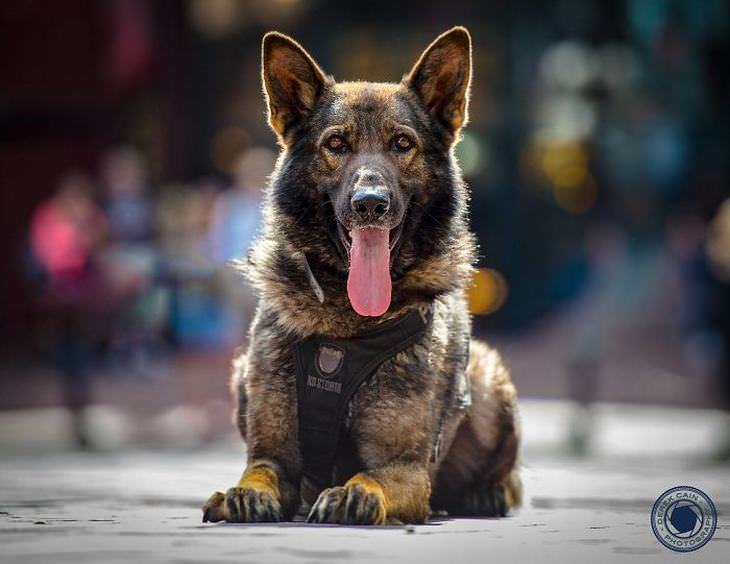 Calendario Perros Policías 2017 perro posando