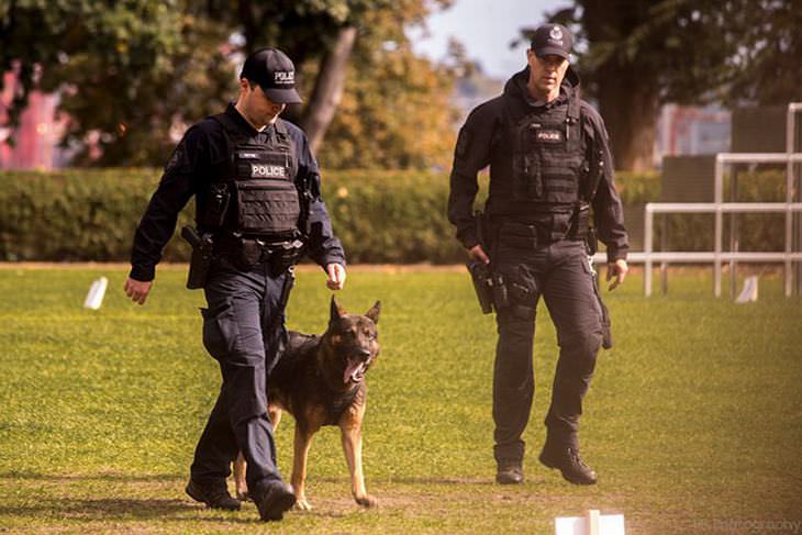 Perro policía en entrenamiento