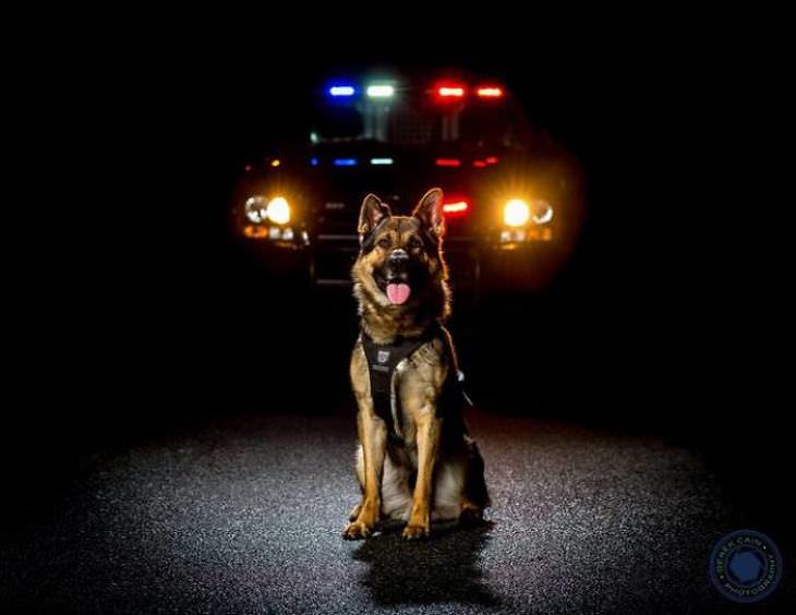 Calendario Perros Policías 2017 perro frente a patrulla