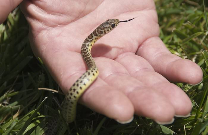 Cría de serpiente pitón en palma de mano