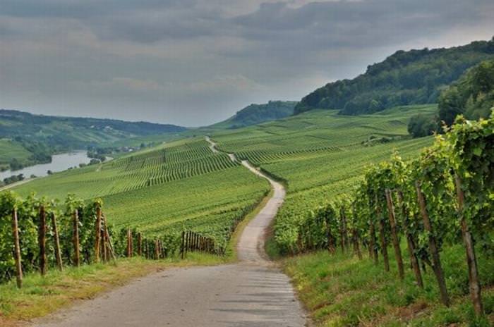 15 lugares de luxemburgo Los viñedos de Grevenmacher