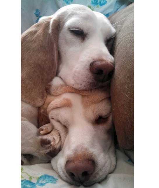 Imágenes De Mascotas Durmiendo Dos perros durmiendo juntos