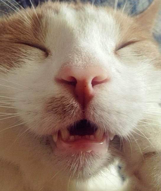 Imágenes De Mascotas Durmiendo Gatito con la boca abierta