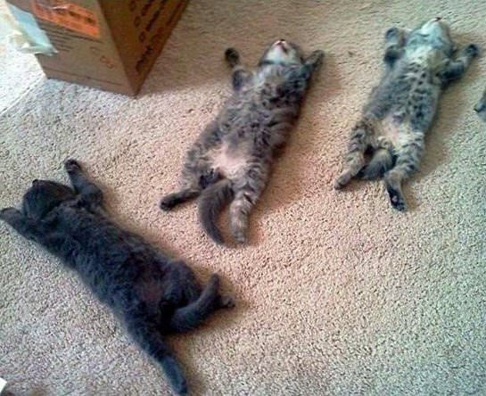 Imágenes De Mascotas Durmiendo Tres gatitos durmiendo en la alfombra