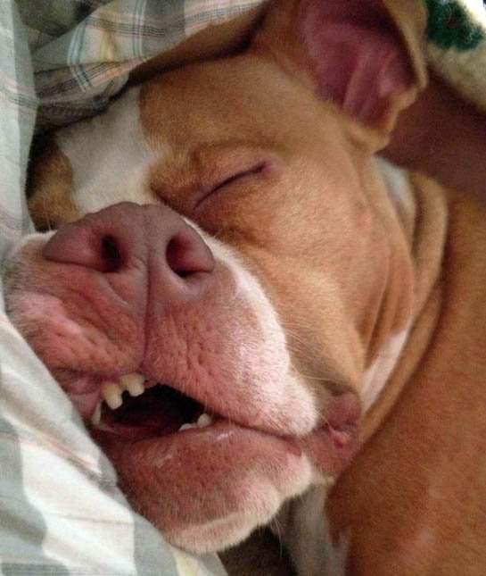 Imágenes De Mascotas Durmiendo Pitbull 
