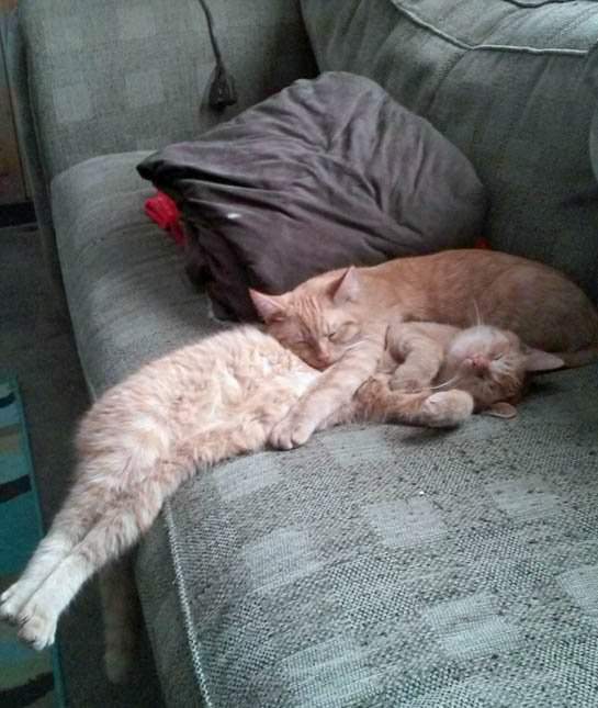 Imágenes De Mascotas Durmiendo Dos Gatos Durmiendo Juntos