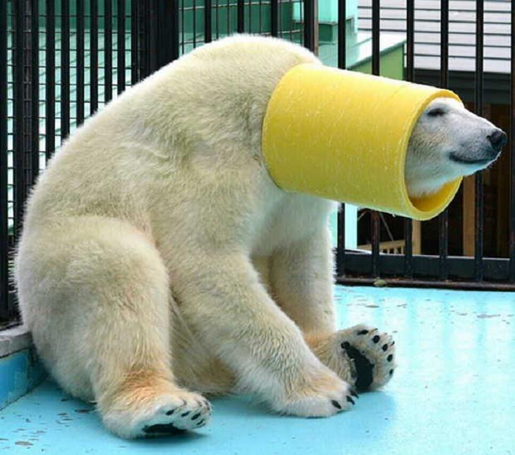animales situaciones divertidas oso blanco con objeto amarillo
