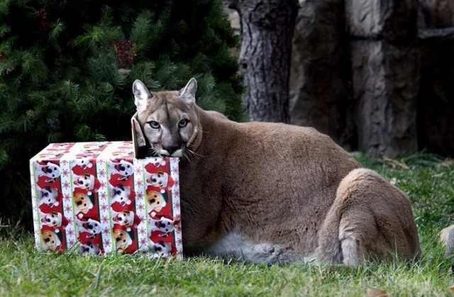 Navidad En El Zoológico De Londres Puma