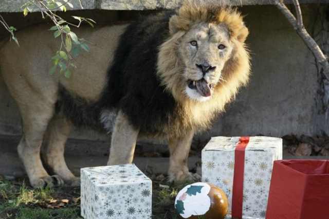 Navidad En El Zoológico De Londres león