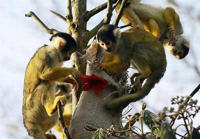 Navidad En El Zoológico De Londres monos capuchinos