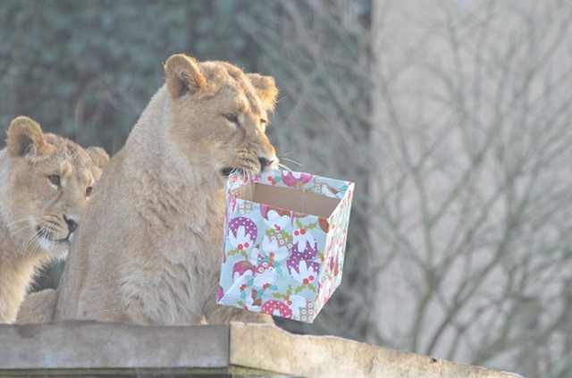 Navidad En El Zoológico De Londres leonas