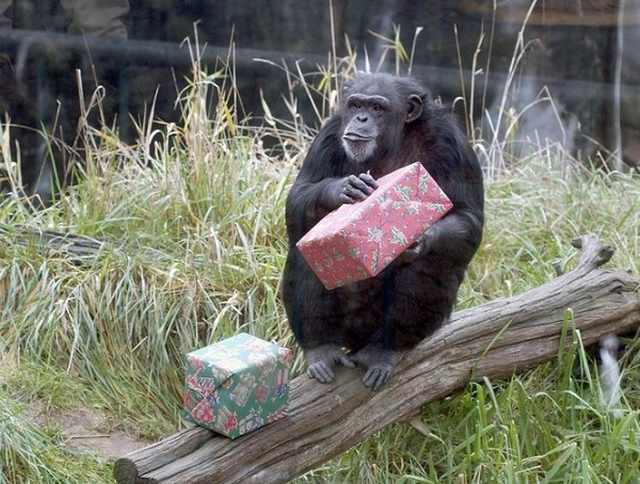 Navidad En El Zoológico De Londres simio 