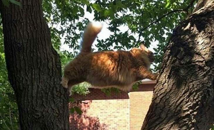 animales situaciones divertidas gato atascado arbol