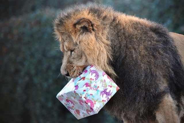 Navidad En El Zoológico De Londres león con regalo