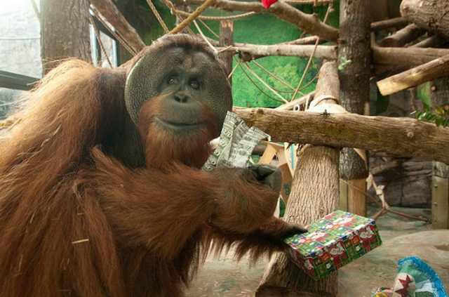 Navidad En El Zoológico De Londres Orangután