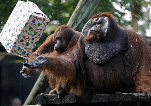 Navidad En El Zoológico De Londres Orangutanes