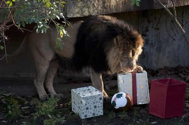 Navidad En El Zoológico De Londres León abriendo regalos