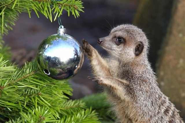 Navidad En El Zoológico De Londres suricata esfera de navidad