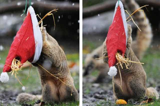 Navidad En El Zoológico De Londres suricata con gorro navideño