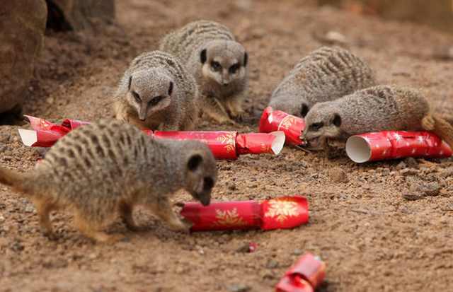 Navidad En El Zoológico De Londres Suricata