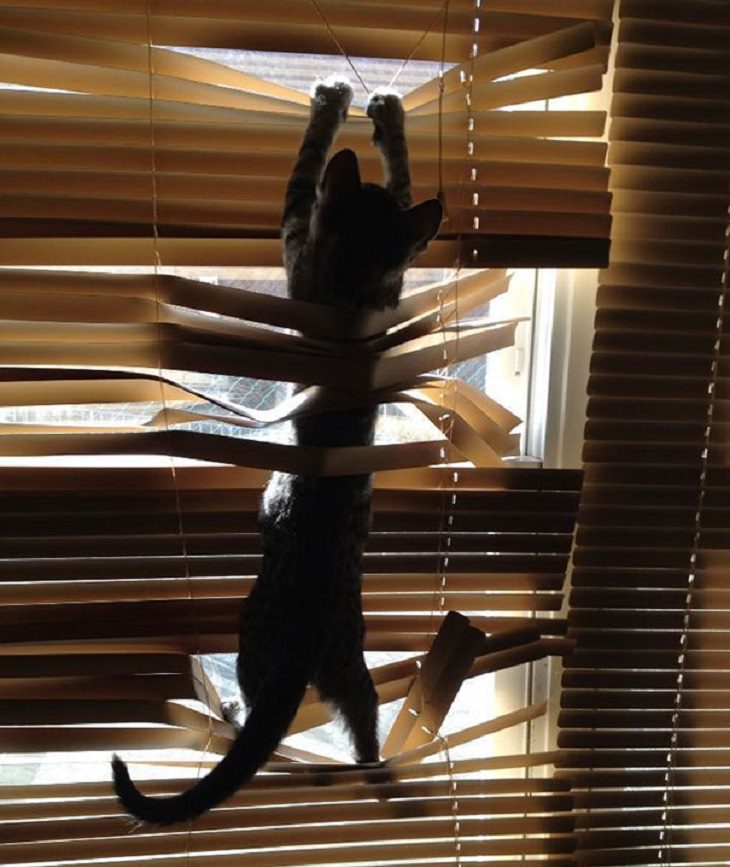 animales situaciones divertidas gato persiana