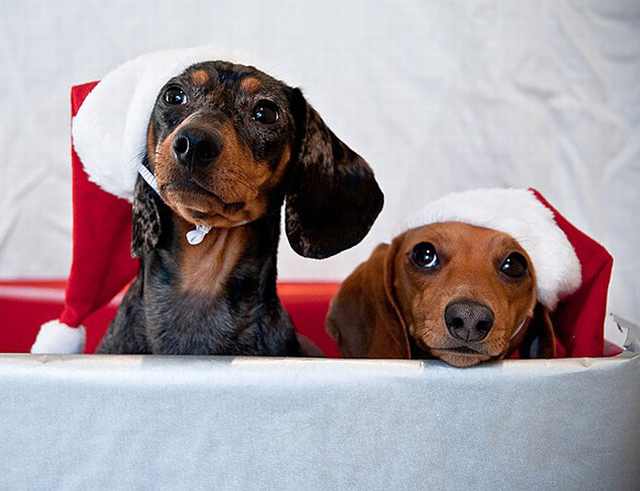 Imágenes Mascotas Navidad Perros Salchichas navideños