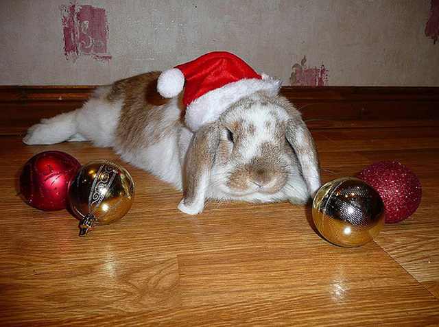 Imágenes Mascotas Navidad conejo gorro navideño