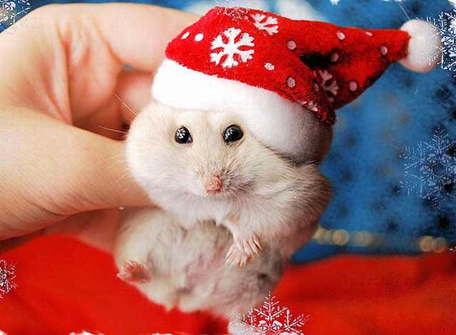 Imágenes Mascotas Navidad hamster con gorro navideño