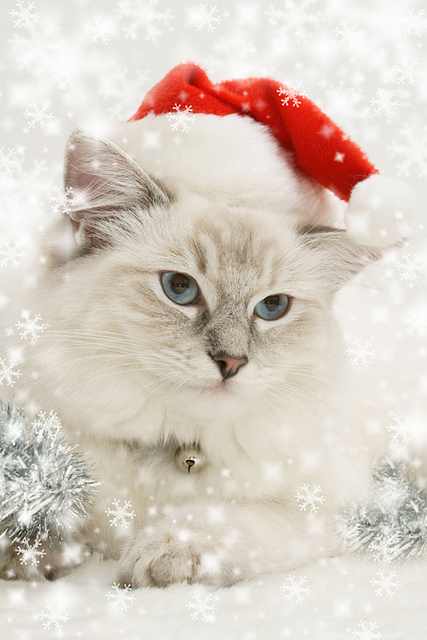 Imágenes Mascotas Navidad Gatito blanco con gorro rojo
