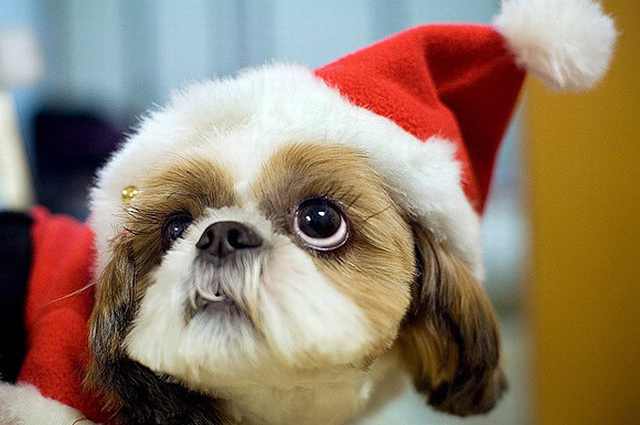 Imágenes Mascotas Navidad perrito con gorro de santa claus