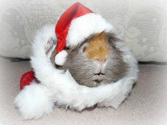 Imágenes Mascotas Navidad conejillo de indias con traje de Santa Claus