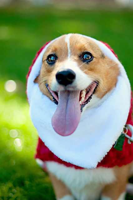 Imágenes Mascotas Navidad perrito feliz con atuendo navideño