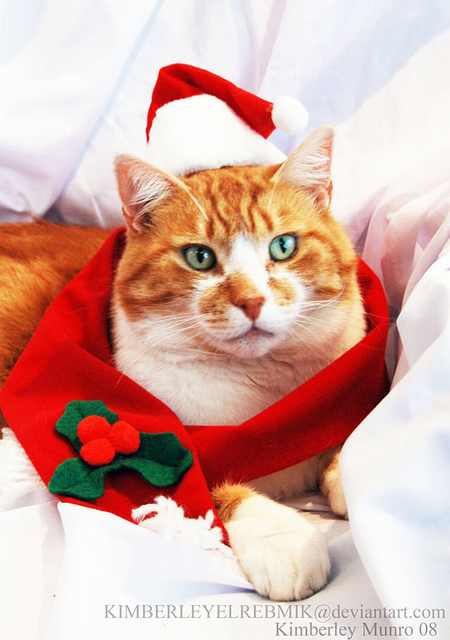 Imágenes Mascotas Navidad Gatito pardo en traje de Santa Claus