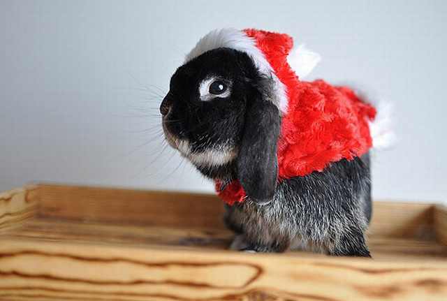 Imágenes Mascotas Navidad Conejo