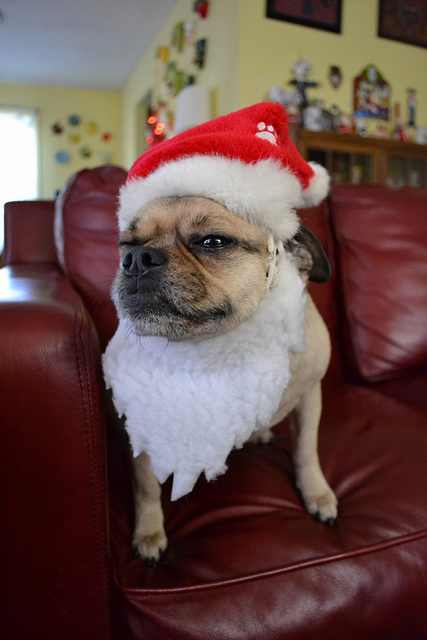 Imágenes Mascotas Navidad perrito con barba de Santa Claus