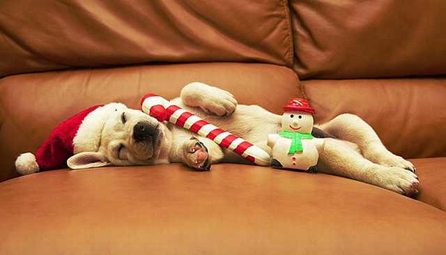 Imágenes Mascotas Navidad Bulldog francés con bastón navideño