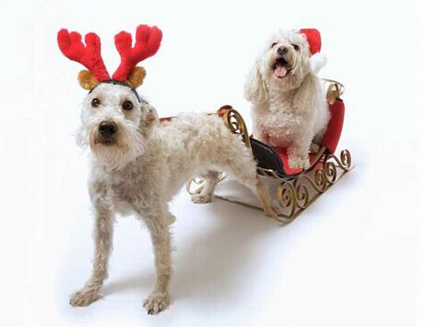 Imágenes Mascotas Navidad perros en trineo navideño