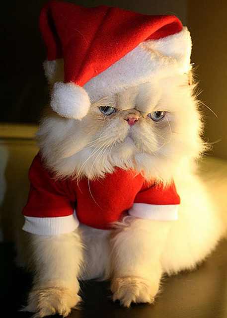 Imágenes Mascotas Navidad Gato Gruñón