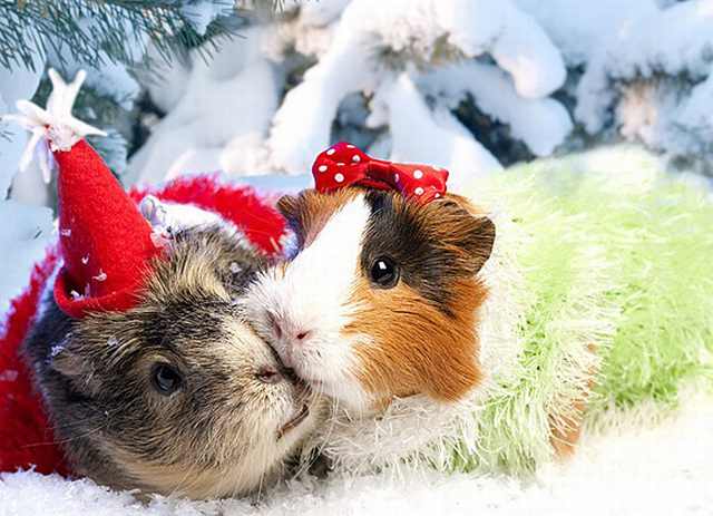 Imágenes Mascotas Navidad Conejillos de la india beso