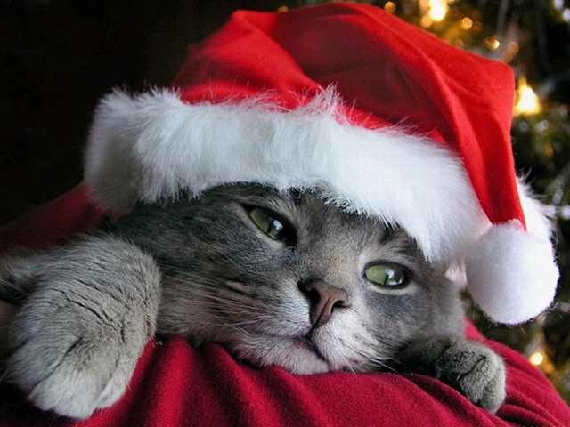 Imágenes Mascotas Navidad gatito gris con gorro