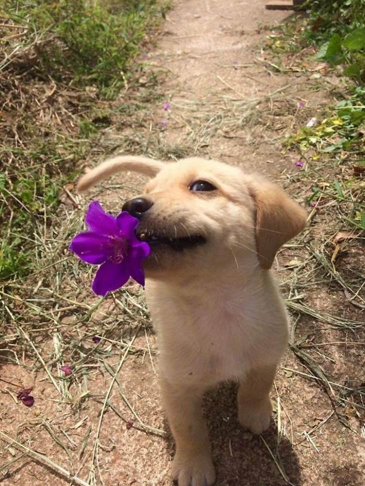 Cachorro con una flor 