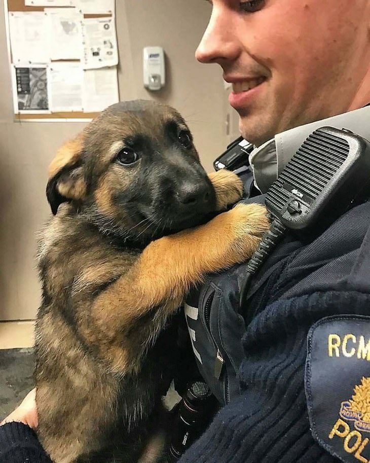 Cachorro Policía