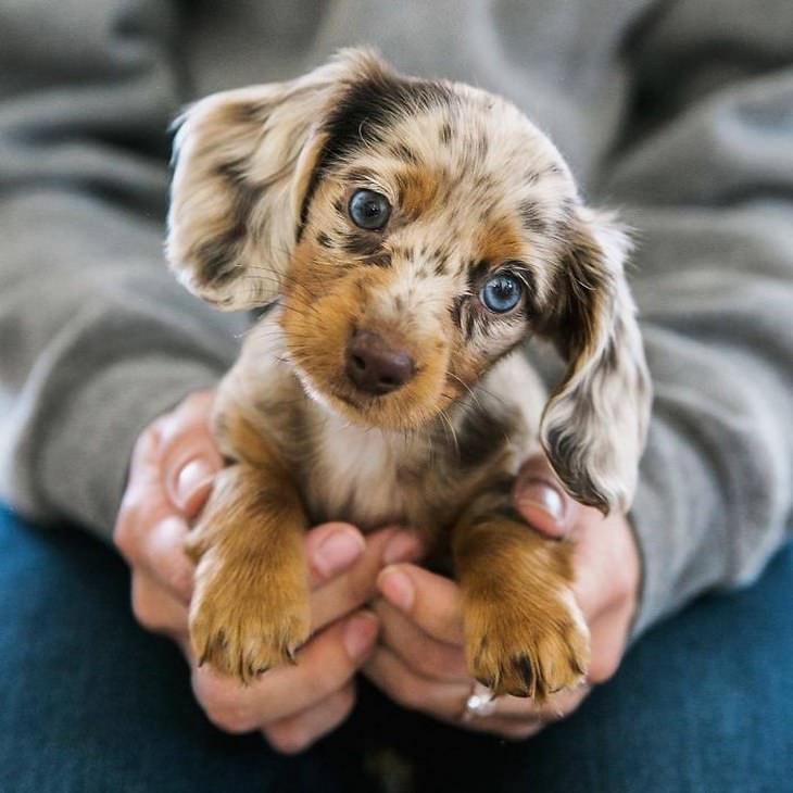 Cachorro Salchicha ojos azules