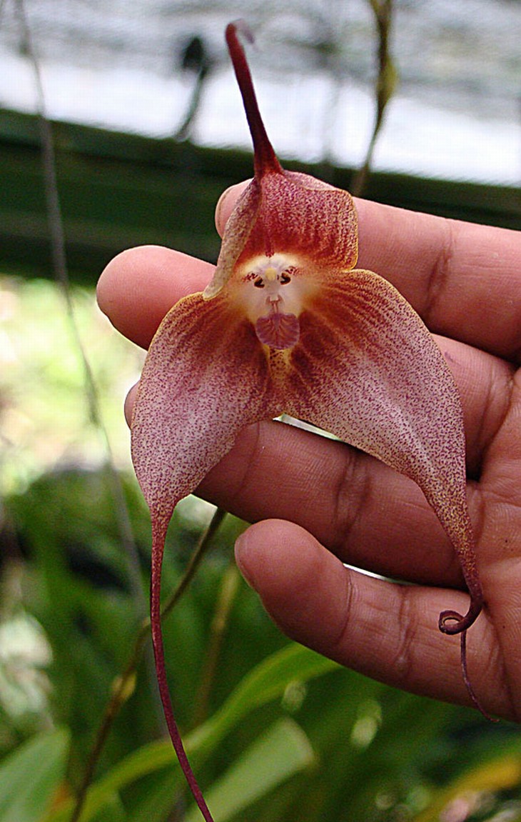 Ilusiones Ópticas Sorprendentes Orquídea cara de mono