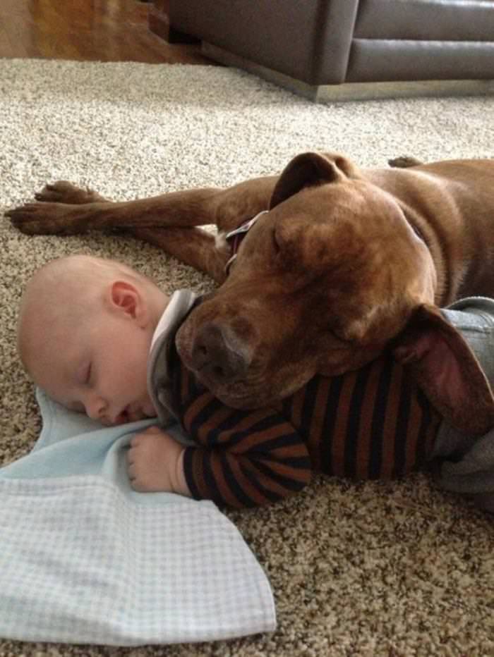 Imágenes De Niños y Sus Mascotas Bebé y perro dormidos en la alfombra