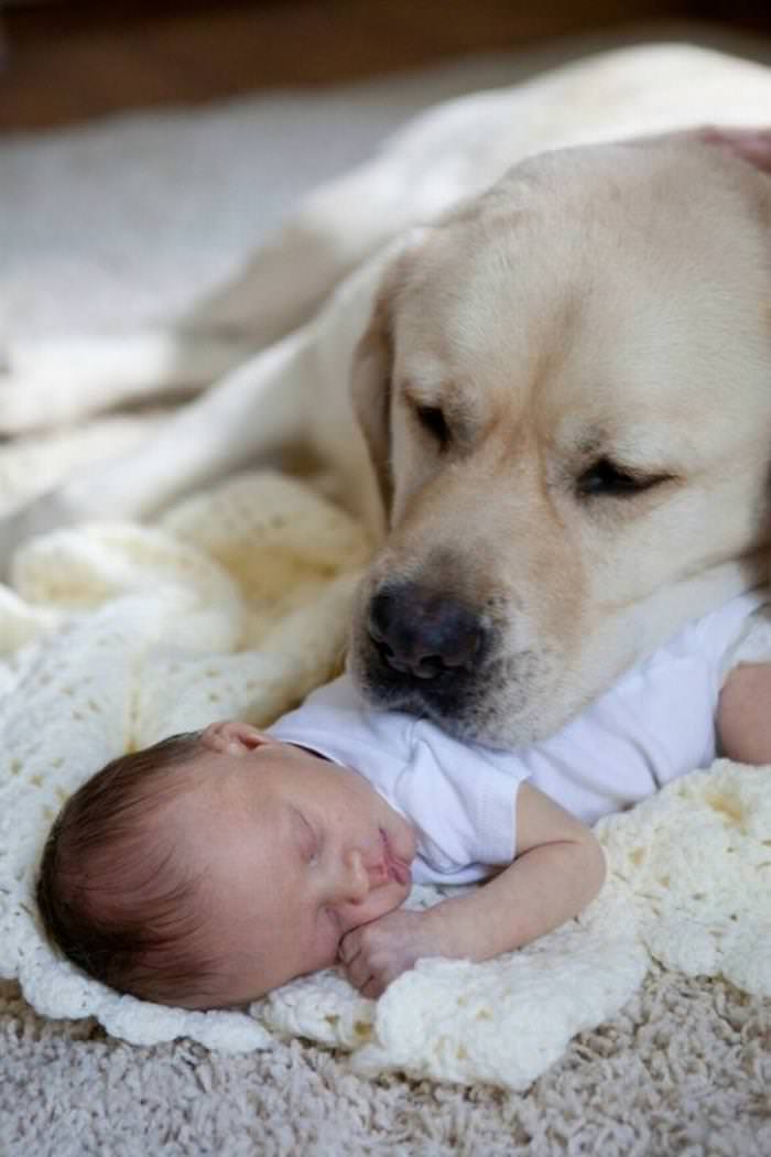Imágenes De Niños y Sus Mascotas Labrador cuidando a bebé