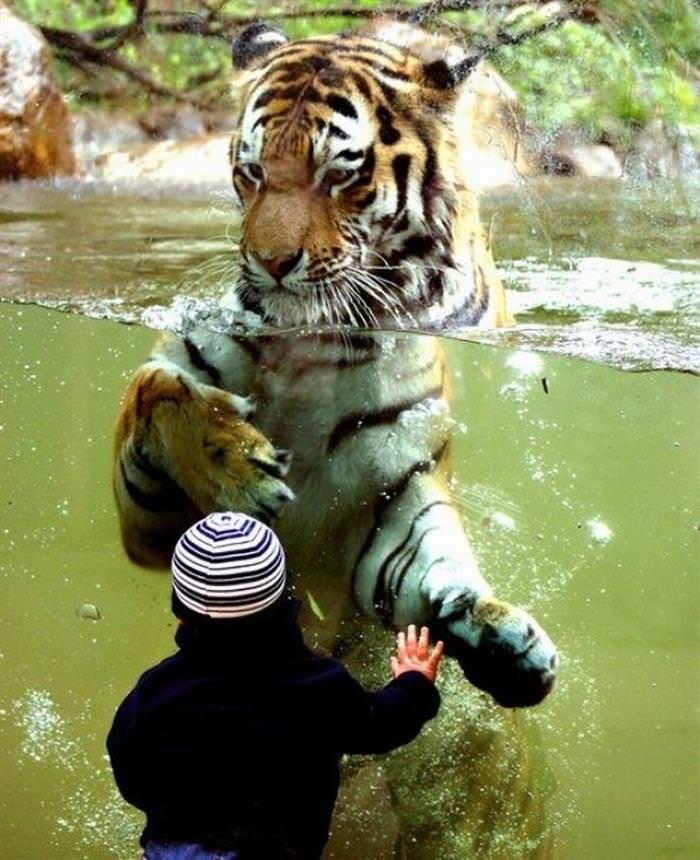 Imágenes De Niños y Sus Mascotas Tigre y niño